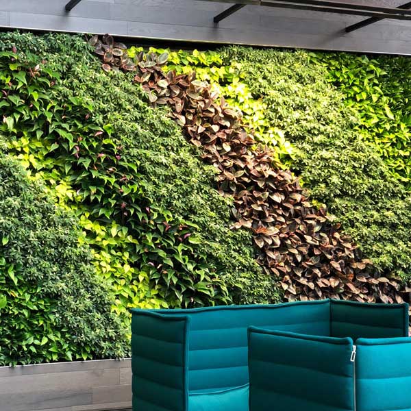 Wall of plants