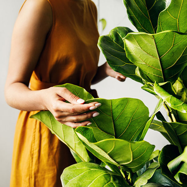 woman touching large plant leaves