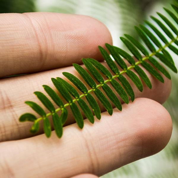 hand holding fern leaf