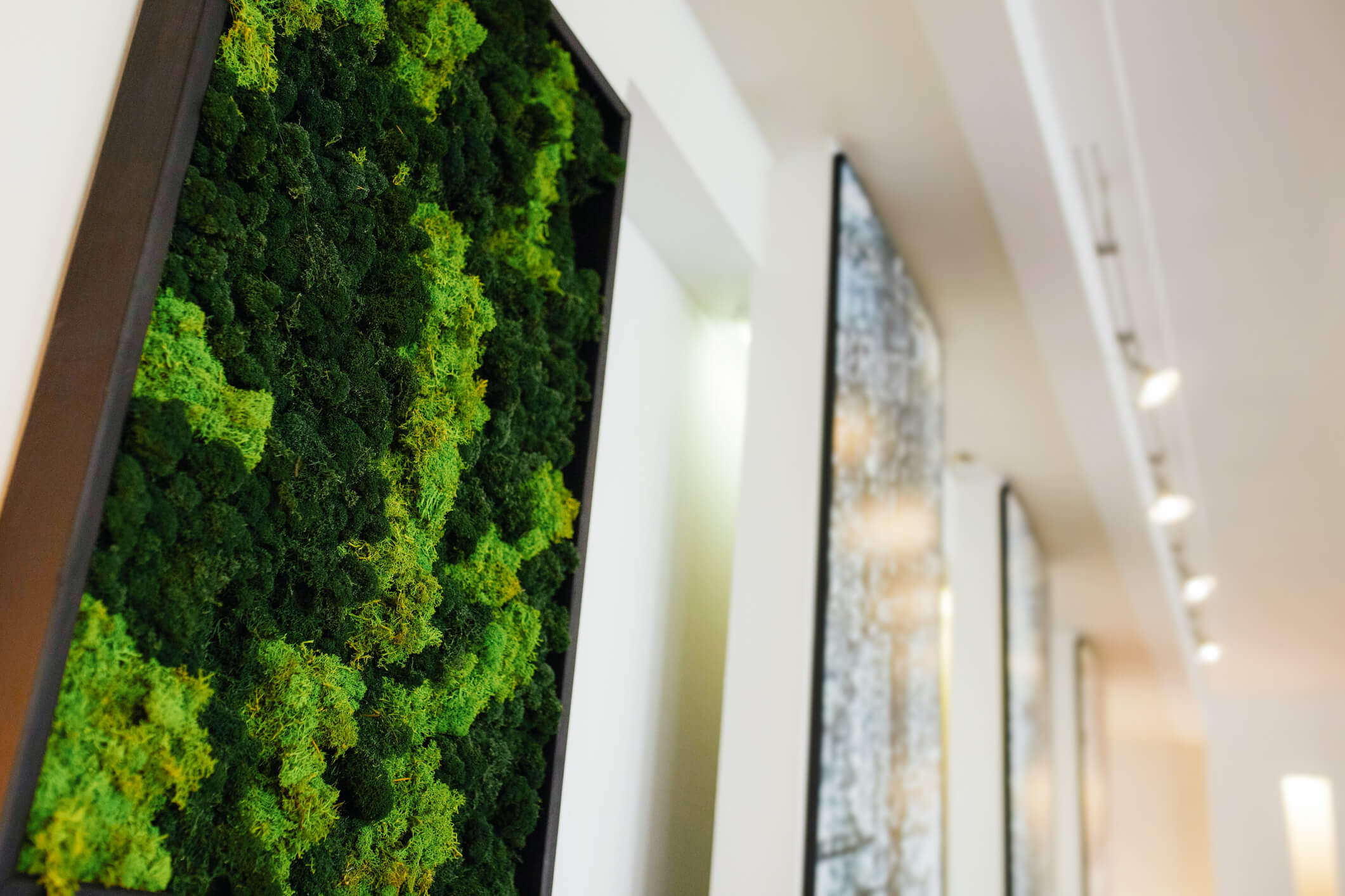 Office green wall with hanging moss, blending preserved moss and plantscaping by Oasis Plantscaping