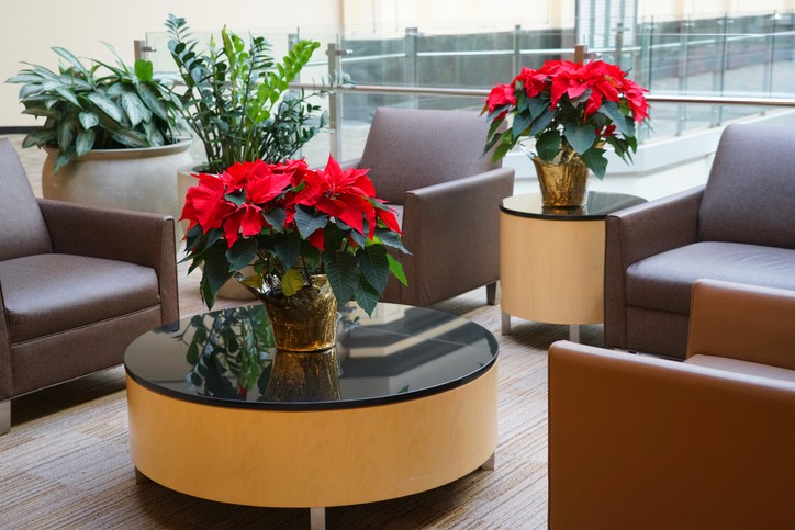 Seasonal office décor featuring poinsettia plants in a Washington DC workplace