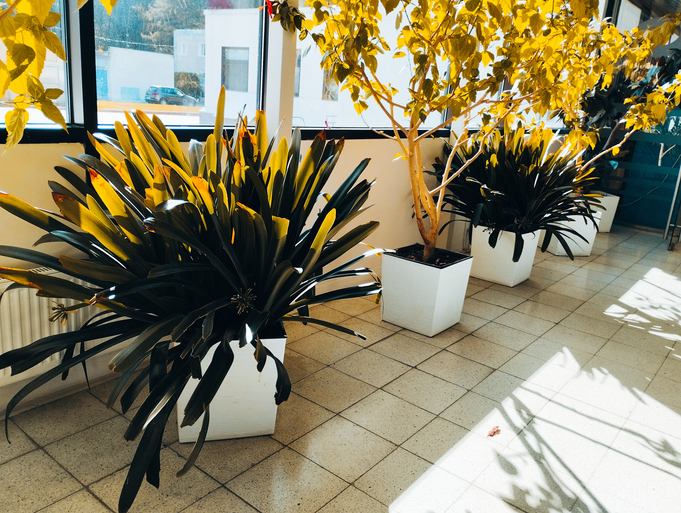 Interior plantscaping improving workplace wellness and aesthetics in a Washington DC office