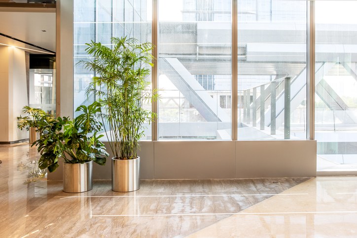 Office lobby plants selected to create a welcoming business environment in Washington DC