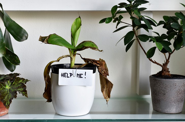 Dying office plant with brown leaves highlighting workplace plant care needs in Washington DC